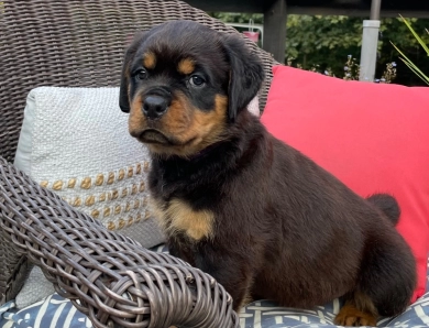 Black Collar Girl (Attica) Rottweiler