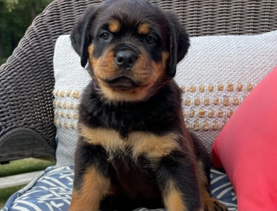 Black Collar Girl (Attica) Rottweiler