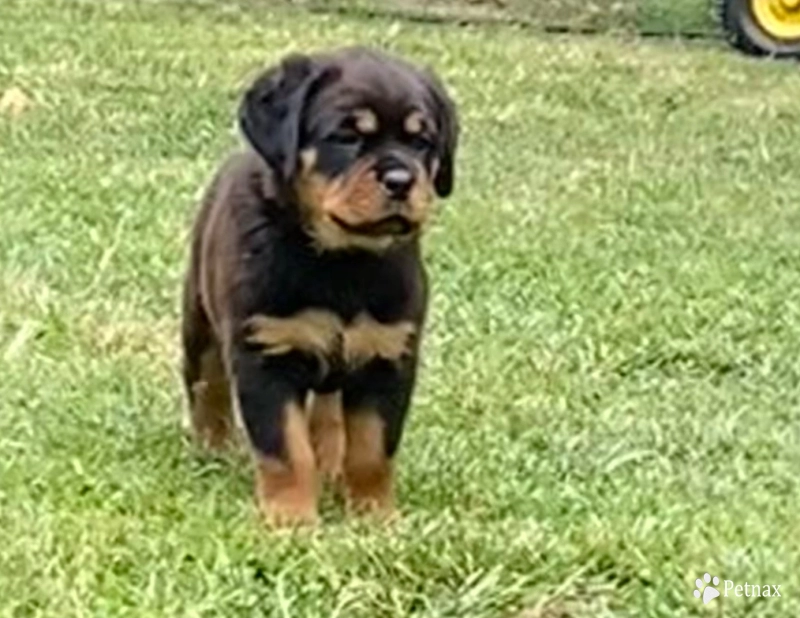 Purple collar girl (Elnora) Rottweiler