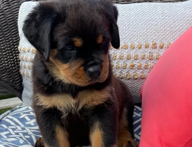 Purple collar girl (Elnora) Rottweiler