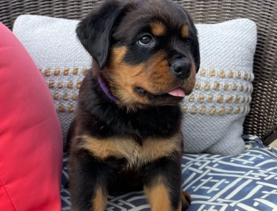 Purple collar girl (Elnora) Rottweiler