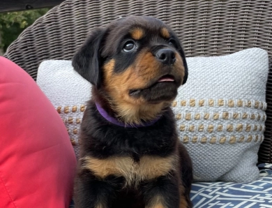 Purple collar girl (Elnora) Rottweiler