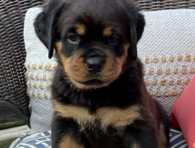 Purple collar girl (Elnora) Rottweiler