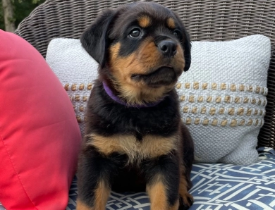 Purple collar girl (Elnora) Rottweiler