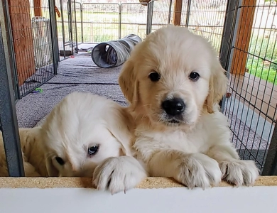 White Valley Goldens