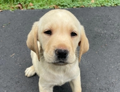 Puppy 2 Labrador Retriever