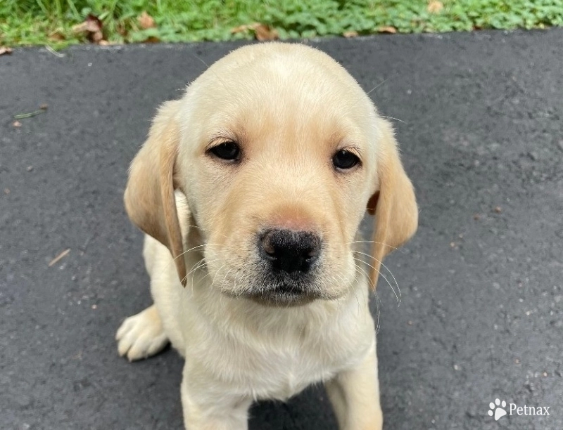 Puppy 2 Labrador Retriever