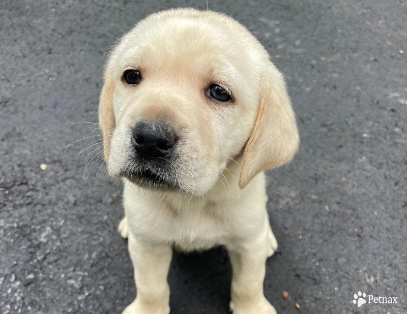 Puppy 3 Labrador Retriever