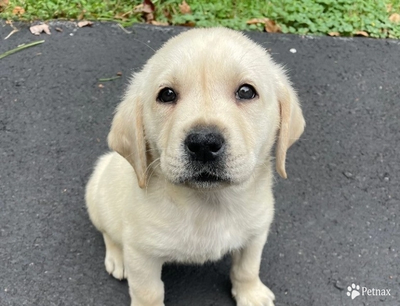 Puppy 4 Labrador Retriever