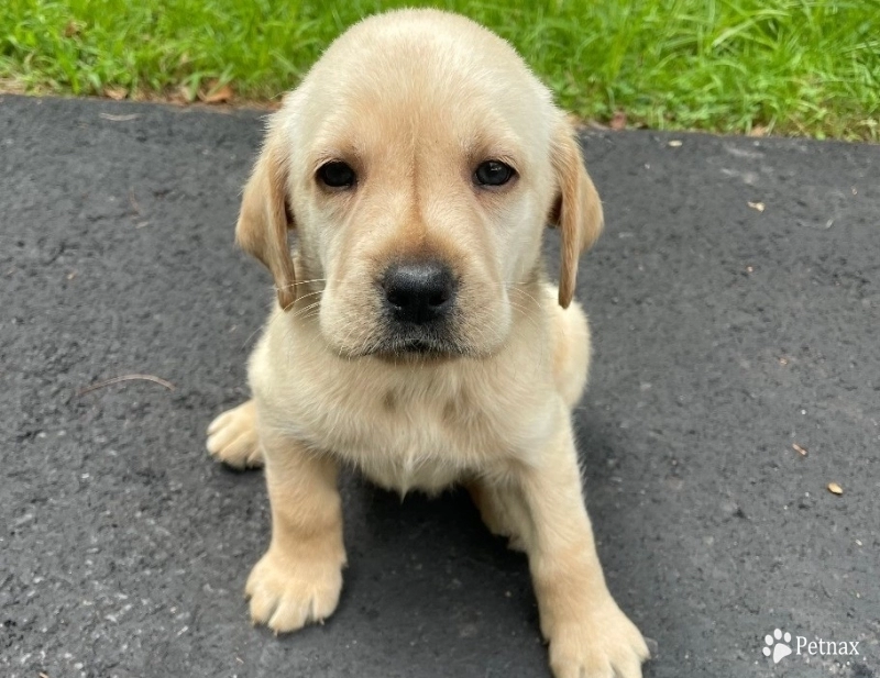 Puppy 5 Labrador Retriever