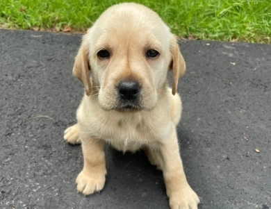 Puppy 5 Labrador Retriever