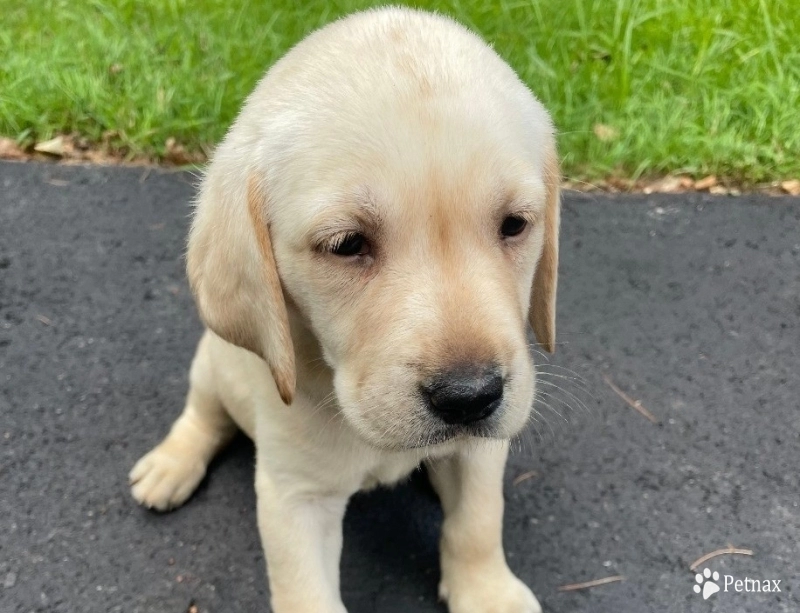 Puppy 6 Labrador Retriever