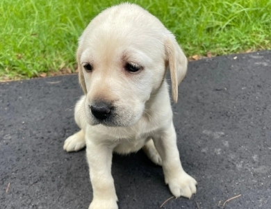 Puppy 7 Labrador Retriever