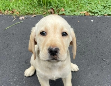 Puppy 8 Labrador Retriever