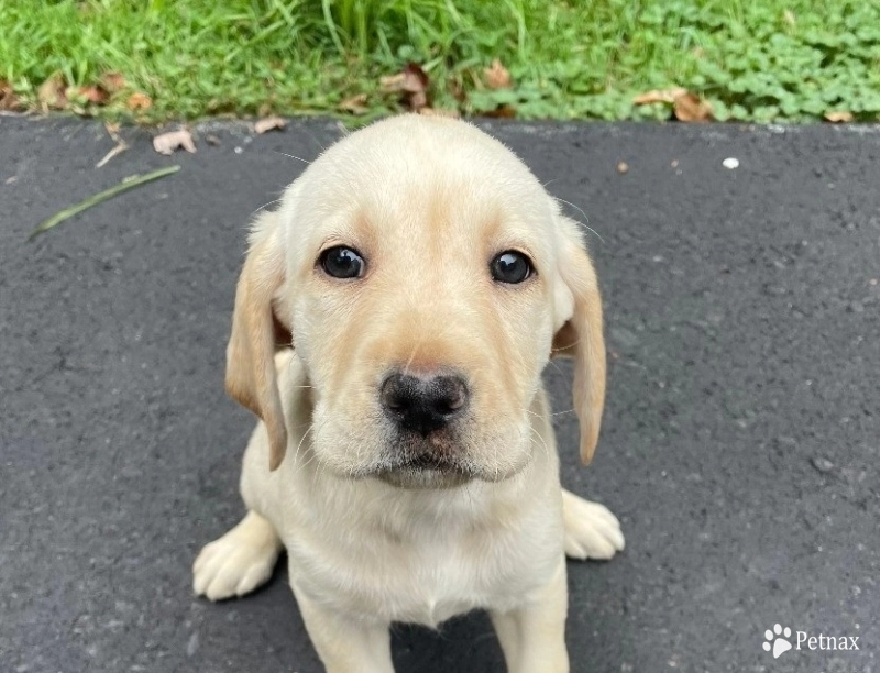 Puppy 8 Labrador Retriever