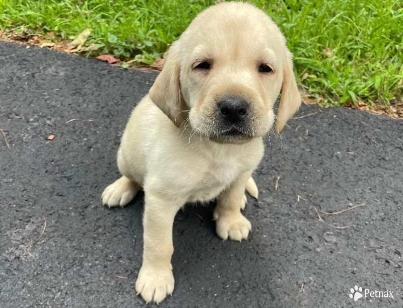 Puppy 2 Labrador Retriever