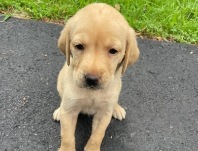 Puppy 3 Labrador Retriever