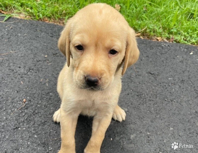 Puppy 3 Labrador Retriever