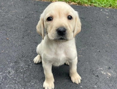 Puppy 4 Labrador Retriever