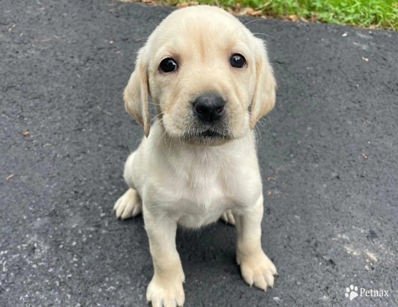 Puppy 4 Labrador Retriever