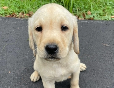 Puppy 5 Labrador Retriever