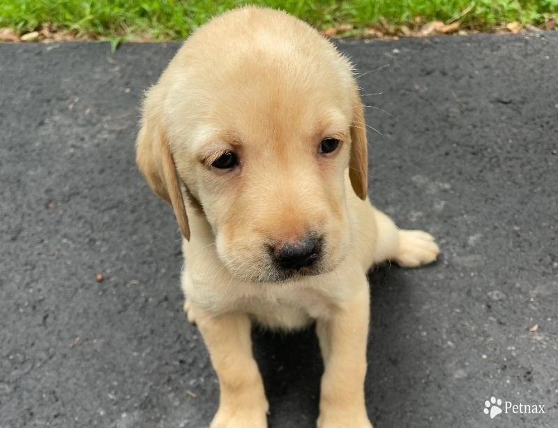 Puppy 6 Labrador Retriever