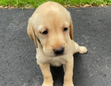 Puppy 6 Labrador Retriever