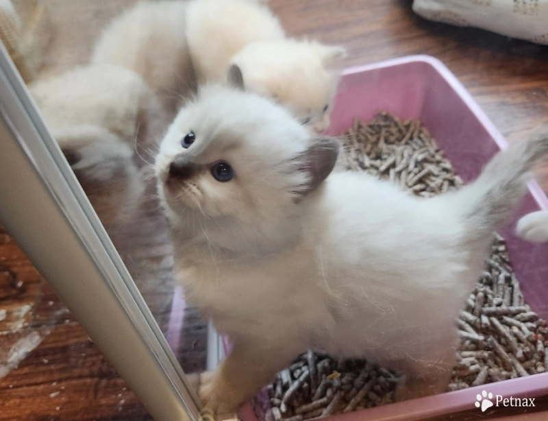 Mr. Red Collar Ragdoll