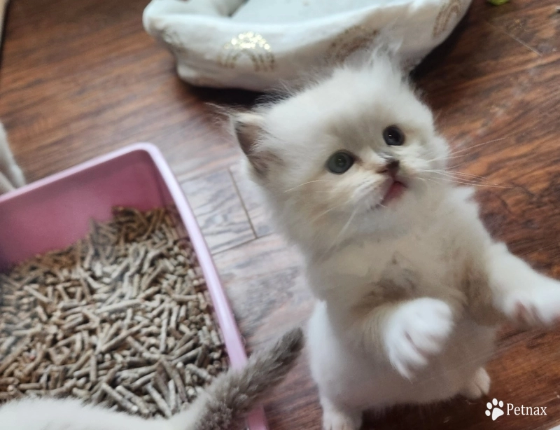 Miss Pink collar Ragdoll