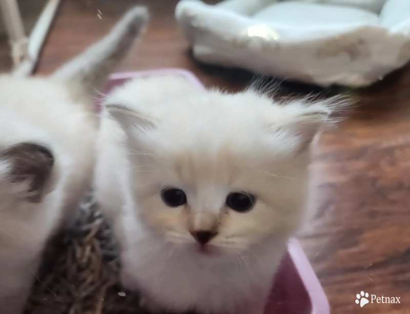 Miss Blue Collar Ragdoll