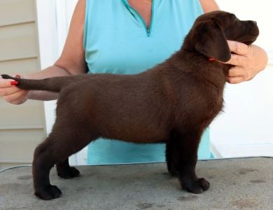 Chocolate/CH Sired/OFA