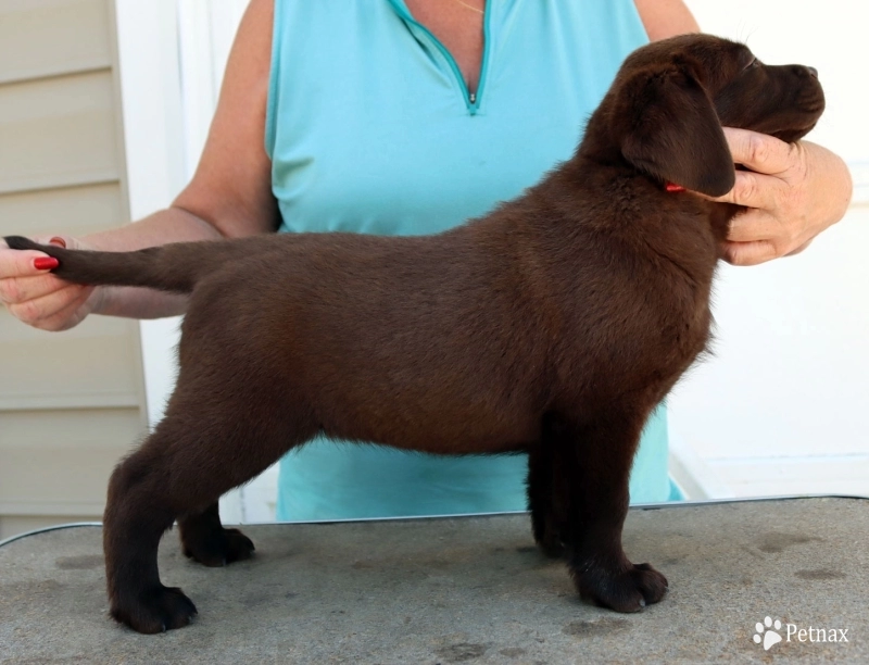 Chocolate/CH Sired/OFA Labrador Retriever