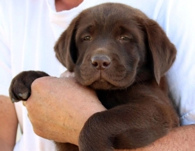 Chocolate/CH Sired/OFA Labrador Retriever