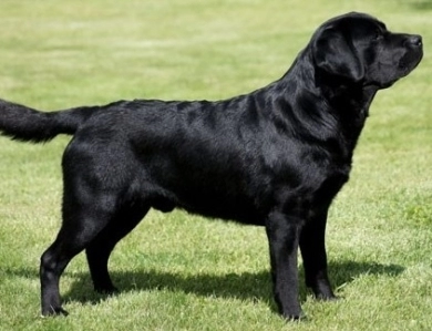 Chocolate/CH Sired/OFA Labrador Retriever