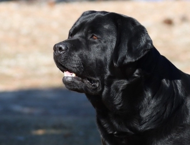 Chocolate/CH Sired/OFA Labrador Retriever