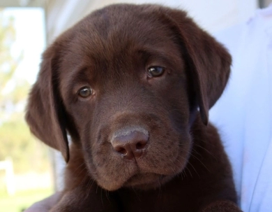 Chocolate/CH Sired/OFA Labrador Retriever