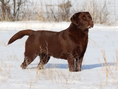 Chocolate/CH Sired/OFA Labrador Retriever