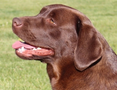 Chocolate/CH Sired/OFA Labrador Retriever