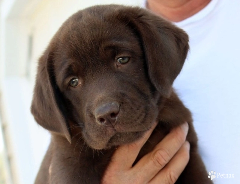 Chocolate/CH Sired/OFA Labrador Retriever