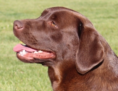 Chocolate/CH Sired/OFA Labrador Retriever