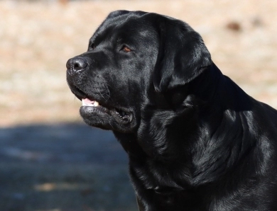 Chocolate/CH Sired/OFA Labrador Retriever