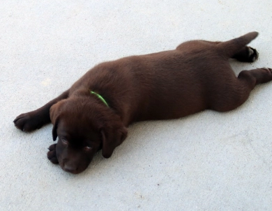 Chocolate/CH Sired/OFA Labrador Retriever