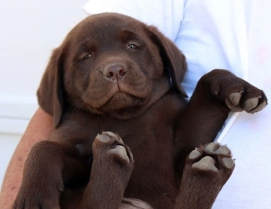 Chocolate/CH Sired/OFA Labrador Retriever