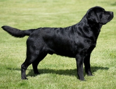 Chocolate/CH Sired/OFA Labrador Retriever