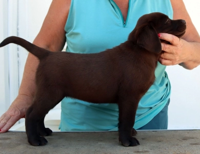 Chocolate/CH Sired/OFA Labrador Retriever