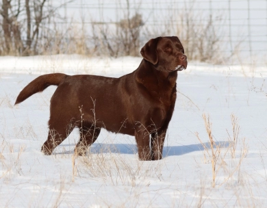 Chocolate/CH Sired/OFA Labrador Retriever