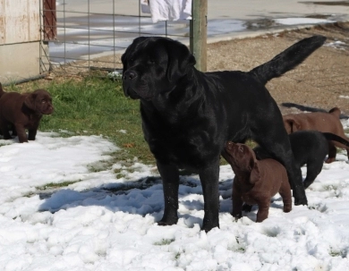 Kenai Labrador Retriever