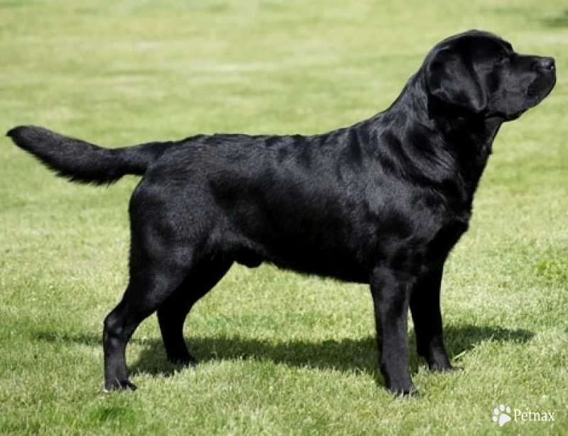 Kenai Labrador Retriever