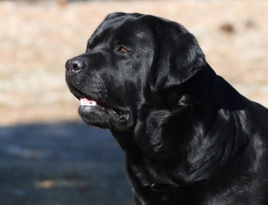 Kenai Labrador Retriever