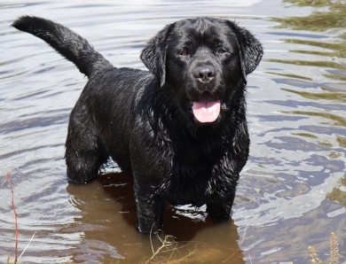 Kenai Labrador Retriever